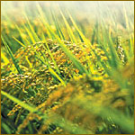 �������̌��ޗ�