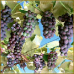 こだわりの品質